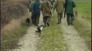 Vale of Belvoir Estate  Bottesford Shoot Pheasant Shooting [upl. by Ojillib497]