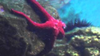 Red starfish in a aquarium in HD [upl. by Aerdnaid793]