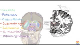 Basal Ganglia How it Works 3D4K Animation [upl. by Aneeram]