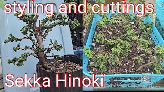 Sekka Hinoki styling and cuttings [upl. by Nylirehc]