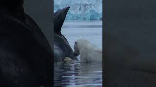 How Polar Bears are Perfectly Adapted to Hunt Seals shorts [upl. by Ingamar]