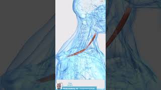 Visual Anatomy 3D  Facts about the Omohyoid muscle [upl. by Riccardo]