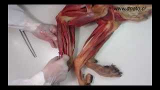 Veterinary anatomy dog muscles thoracic limb 3 of 3 [upl. by Harutak]