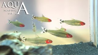 Aquascaping Lab  Hemigrammus Bleheri Rummynose Tetra description  pesce fiammifero scheda tecnica [upl. by Moncear]