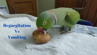 What is Regurgitation  Regurgitation Vs Vomiting difference  Crazy birds and animals [upl. by Zima]