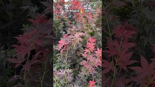 Acer palmatum Beni hoshi Ruby Stars Japanese Maple Buy it at MrMaplecom japanesemaple [upl. by Philipines]