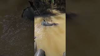 Those Adorable Eyes Giant Catfish Wild Fishing Adventure [upl. by Brahear268]