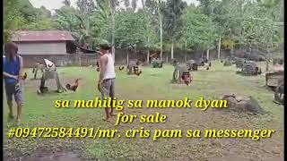 Murang mga Manok na panabong sa Farm [upl. by Coffin]