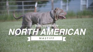 THE NORTH AMERICAN MASTIFF [upl. by Aholah726]