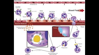 L39 Extravasation Diapedesis Understanding the Molecular Mechanisms Part 4 [upl. by Cybil]