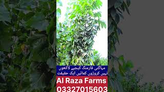 Mohagni Farming is such a profitable farming مہاگنی فارمنگForestry Top forest farming [upl. by Htabazile]