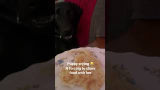 Labrador Puppy Crying Sound  Barking Sound  Forcing Human to Share Food shorts YouTube Shorts [upl. by Stevena148]