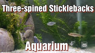 Stickleback Aquarium [upl. by Ailecec751]