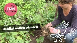 Dahliaknollen planten  Tuinseizoen [upl. by Acirea]