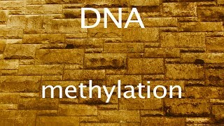 DNA methylation [upl. by Somisareg]