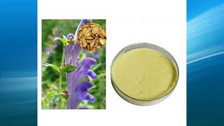 scutellaria baicalensis extract supplierwholesalebulkfactory [upl. by Gerstner676]