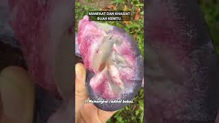 MANFAAT DAN KHASIAT BUAH KENITU manfaatkhasiatbuahkenitu buahkenitu buah kenitu buahbuahan [upl. by Keefe410]