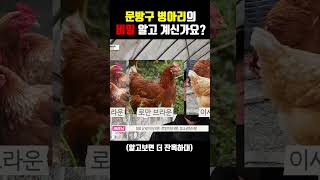 알고보면 충격적인 문방구 병아리의 비밀 [upl. by Nywloc]