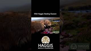 Its Wild Haggis Animal Nesting Season scotland wildhaggis [upl. by Willin]