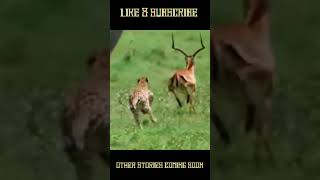 India  Cheetah  Thriller Horror  shorts KunoNationalPark SouthAfrica janvaronkikahaniyan [upl. by Asiram]