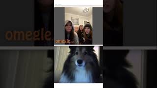 Cute Dog JUMPSCARE PRANK on Omegle  shorts [upl. by Adnuahsal]