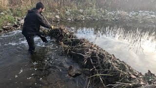 “BEAVERS FLOODGATE FALLS” Unclogging Beaver Dam From Culvert Discharge [upl. by Orimar]