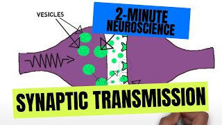 2Minute Neuroscience Synaptic Transmission [upl. by Standing814]