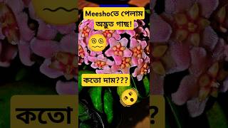 Meesho তে পেলাম Hoya Compacta🫨hoyaplanthoyacompactahinduropeexoticplantmeeshohaul shortsvideo [upl. by Adekan]