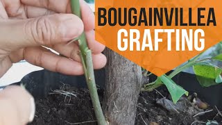 HOW TO GRAFT BOUGAINVILLEA 6 easy steps [upl. by Ynwat]