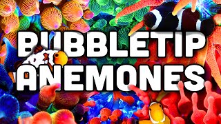 Bubble Tip Anemones EVERYTHING You Need to Know [upl. by Aistek293]