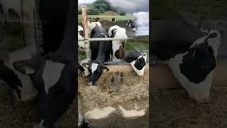 🔴  DAIRY COWS  HOLSTEIN Cattle ✅ Biggest Bulls And Cow [upl. by Bacon]