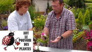 JardinageBoutures de surfinias comment faire une bouture [upl. by Dam816]