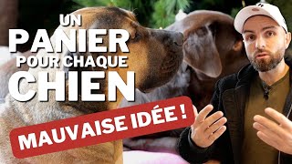 Cest la vraie question quand on a plusieurs chiens  ou un chat [upl. by Issej]