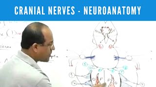 Cranial Nerves  Neuroanatomy [upl. by Ellary880]