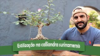 Procedimentos na Calliandra Surinamensis  Boncultivo Bonsai [upl. by Musa]