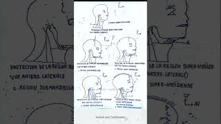 Topographie générale du cou [upl. by Meriel]
