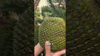 Giant Pinecone with Seeds 10x Bigger Than Pine Nuts [upl. by Kamin71]