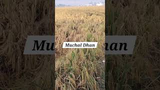 Dhan Harvesting Muchal Variety [upl. by Thurnau]