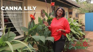 How To Increase Your Blooms And Storing Canna Lily During Winter Months [upl. by Jehiah]