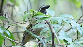 Trinca ferro cantando quatro notas dando uma rápida aparição na natureza pelo jeito é novato [upl. by Ailhad]