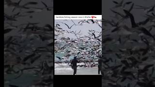 Fishing in The ocean fishingadventure fishinginthesea sardinesfishingseason fishingvideo [upl. by Rosinski]