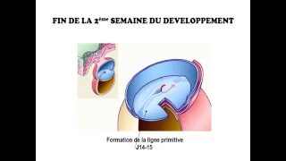 EMBRYOLOGIE La 2 deuxième semaine du developpement [upl. by Siloum]