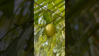 പേരക്ക കഥ 😋  Kerala Yellow Guava [upl. by Kial]