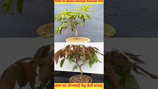 how to mango plant bonsai tree gardening shorts shortvideo bonsaitree mangoplant grow [upl. by Yvan]