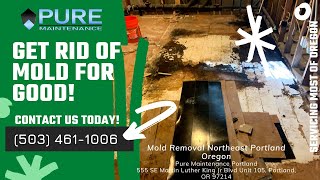 Mold Removal Northeast Portland Oregon  Pure Maintenance Portland  5034611006 [upl. by Eyot453]