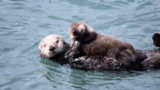 Mother Sea Otter Silences Squeaky Baby [upl. by Lamberto150]