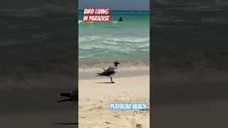 Beach bird living in paradise playacar playadelcarmen asmr [upl. by Analaj336]