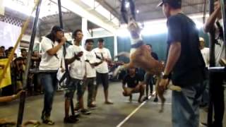 aric sonick pitbull springpole at bali sporting dog [upl. by Even]