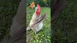 Why Chickens Eat Feathers and How to Stop It [upl. by Elberfeld830]