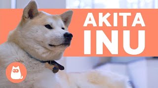 AKITA INU  Characteristics Behavior and Care [upl. by Eslek]